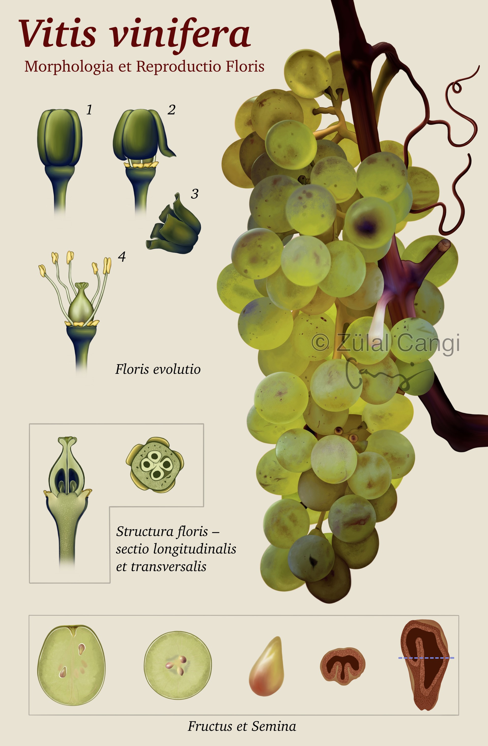 Vitis Vinifera-Morphologia et Reproductio Floris